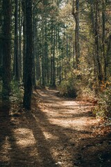 a path in the middle of a forest is empty and filled with trees