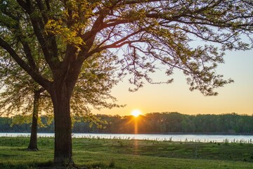two trees are in the foreground on the sunset field