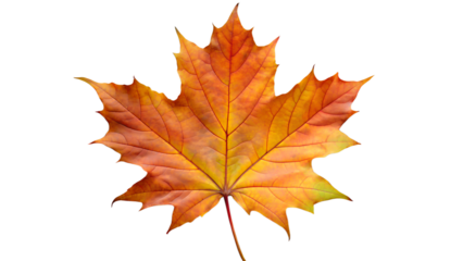 Maple Leaf in Autumn Fall Colors, PNG Photo