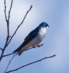 Closeup of a Tree swallow perched atop a tree branch with a blurry background