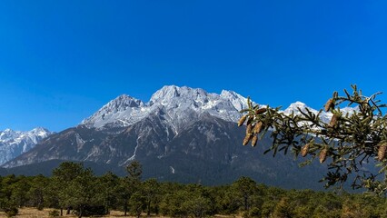 Pine Forests and Yulong snowy mountains