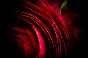 Macro shot of red rose petals on a blurred background