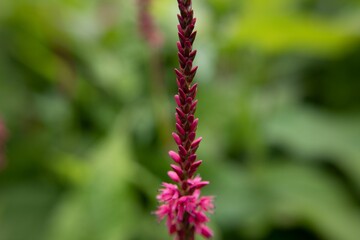 Closeup of red bistort flower growing in a field with a blurry background