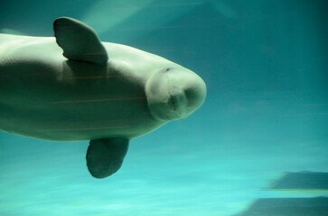 Fototapeta premium ベルーガ