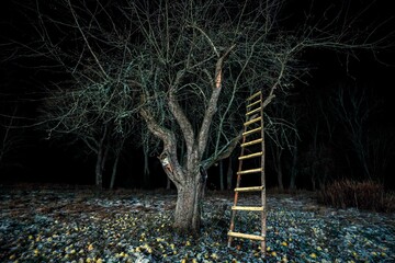 a ladder leans into the branches of an oak tree in a dark woods