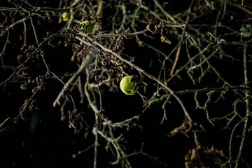 Barren apple tree with an apples still clinging to its branches