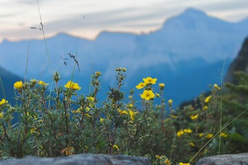 a bunch of flowers near the mountain side at sunset of some sort