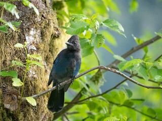 a close up of a small bird on a tree branch