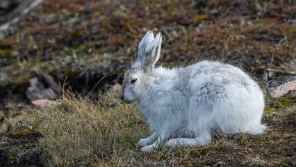 Schneehase im Frühling in Grönland © Johannes