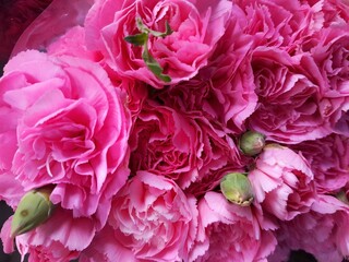 Bouquet of beautiful blooming Pink Carnation aka Dianthus Caryophyllus or Clove Pink flower for...