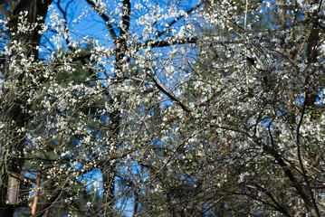 white flowering tree selective focus