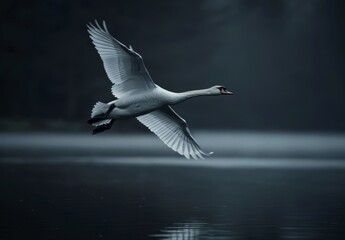 Fototapeta premium swan flying over a lake, dark tones, dark water