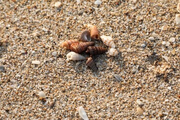 Top view of seashells on the sandy beach