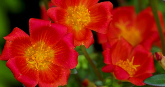 Closeup video of red Purslanes flowers in the garden with green leaves on the background
