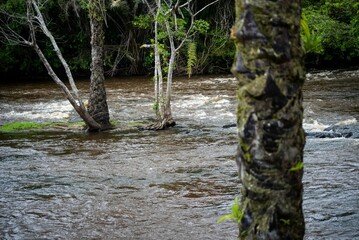 several trees growing on an area surrounded by water and grass