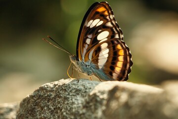 Closeup of a brown butterfly perched on a rocky surface in the shade of natural sunlight
