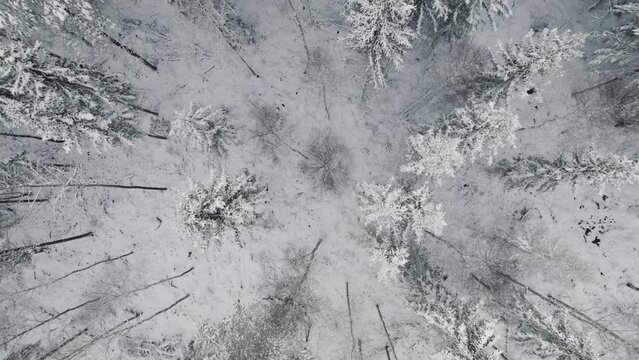 Bird eye view over snowy forest row trees on icy ground in the winter
