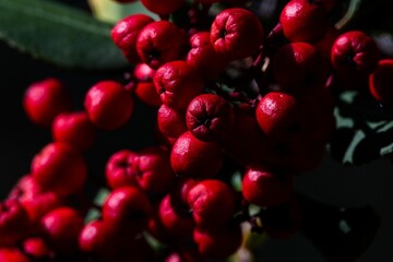 red berries are still on a tree branch near the water