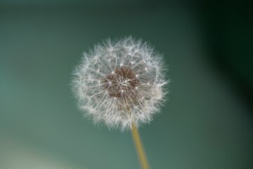 Close up of a dandelion with a blurred background
