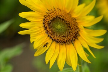 Vibrant field of beautiful sunflowers illuminated by the daylight