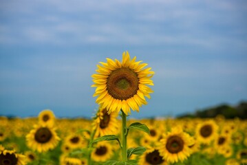 Vibrant field of beautiful sunflowers illuminated by the daylight