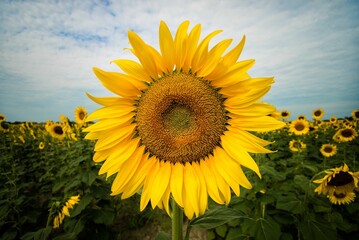 Vibrant field of beautiful sunflowers illuminated by the daylight