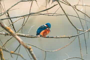 Small kingfisher bird perched atop a branch in its natural habitat within a wildlife park