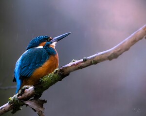 Small kingfisher bird perched atop a branch in its natural habitat within a wildlife park
