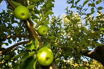 a close - up of some green apples growing in a tree