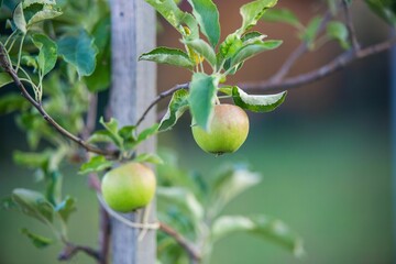 Scenic image of a lush green apple tree in a backyard garden, surrounded by wooden poles