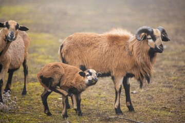 Scenic rural landscape with four goats, one of which is a young calf, grazing in a lush green meadow