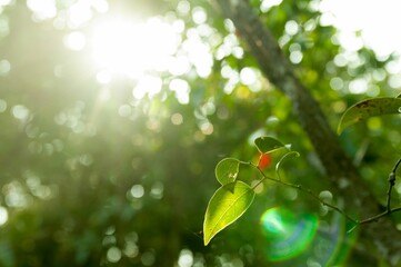Close-up shot of green leaves of a plant with a sunbeam filtering through the trees - obrazy, fototapety, plakaty