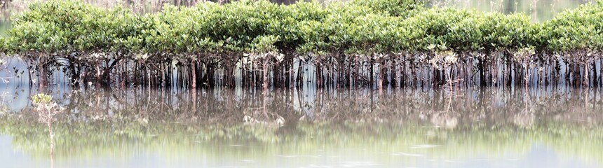 Row of green trees grown in the lake on a sunny day in spring
