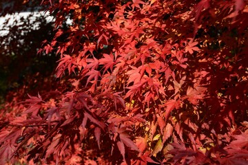 Scenic view of red leaves of a tree in autumn