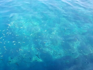 sea, look under the fish, thailand