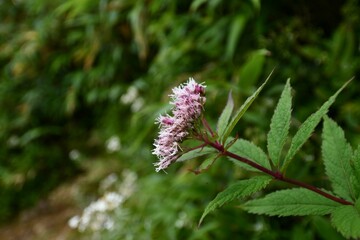 Closeup of a purple flower on a green shrub