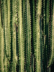 Close up shot of a cactus plant, featuring the intricate details of its spiky leaves