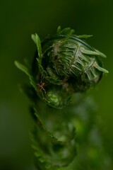 small green leaf in the corner of a fern head on a green background
