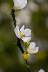 Single white flower with yellow tips set against a dark green backdrop