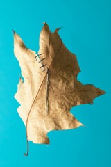 Patched dry autumn leaf with a needle stuck into it against a blue background