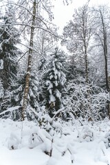 Winter landscape featuring a snow-covered forest. Wald, Switzerland.