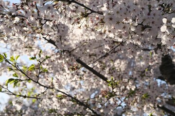 Closeup shot of lush branches of a cherry blossom tree. Seoul, South Korea.