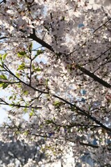 Closeup shot of lush branches of a cherry blossom tree. Seoul, South Korea.