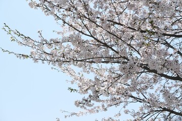 Picturesque view of a cherry blossom tree against the backdrop of a blue sky. Seoul, South Korea.