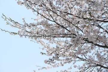 Obraz premium Picturesque view of a cherry blossom tree against the backdrop of a blue sky. Seoul, South Korea.