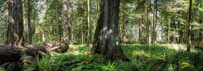 Beautiful shot of giant trees in the Cathedral Grove forests near Port Alberni, Vancouver Island