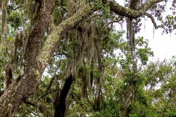 Lush green forest with trees covered in moss
