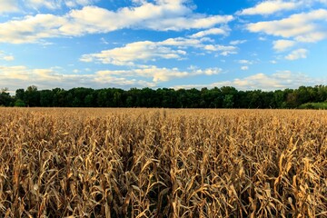 Scenic view of a corn field on a sunny autumn day