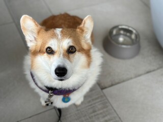 The dog sits on the floor of the cafe, next to the bowl of water.