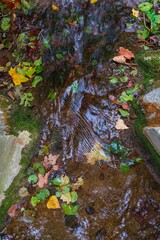 Picturesque scene of floating leaves in a tranquil pond in a forest